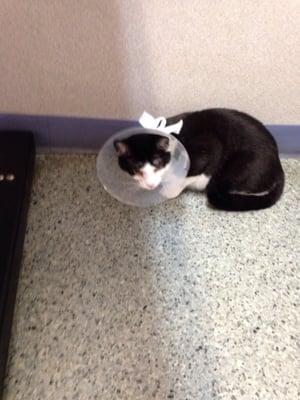 Little guy with his cone.