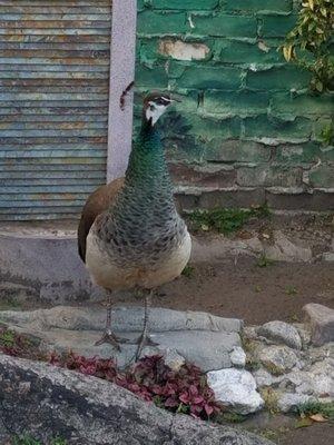 Piquant the kids enjoy seeing the peacock on the playground from time to time