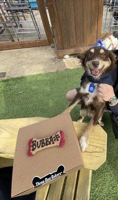 Toy Aussie Bubba