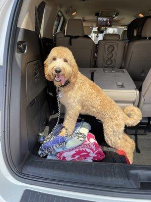 Great haircut on my golden doodle