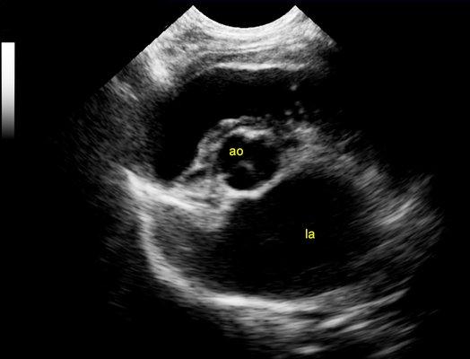 Cardiac screenings are also provided for asymptomatic pets. Severely enlarged left atrium noted here.