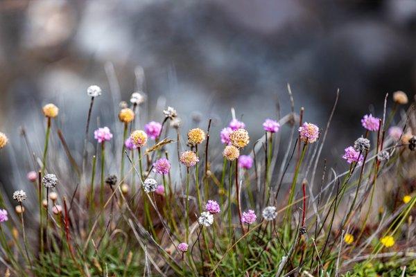 Mendocino Coast Botanical Gardens