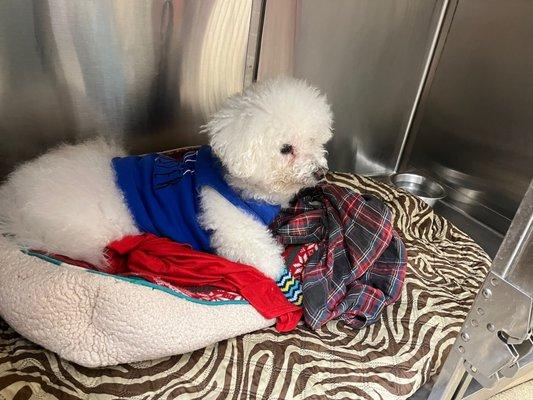 Pet Boarding brings calm & joy to our senior Bouchon who seems adjusted & comfortable in the Large crate with his blanket