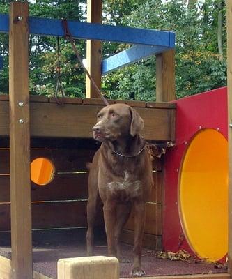 Ginger found the play area