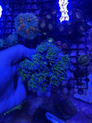 Torch coral colony