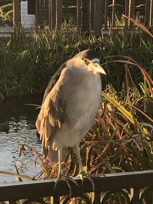 Black-crowned Night-Heron