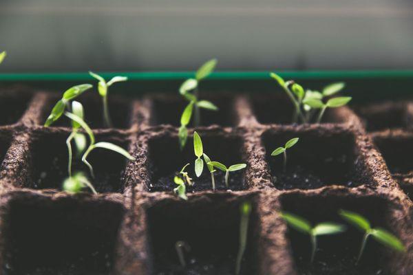 Learn to grow food in a small space with the Golden Gate Gardener - Pam Pierce. 

Learn more: https://overthemoonhomes.com/