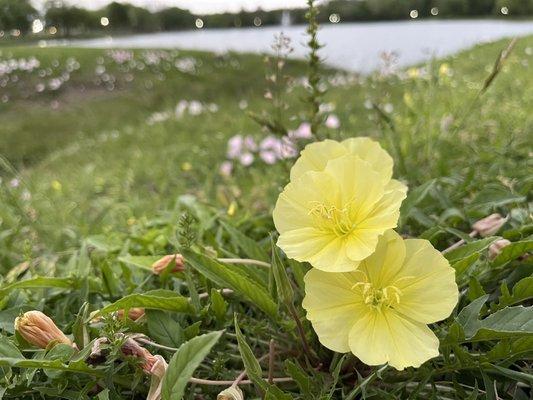 Lakeside Yellow Evening Primrose