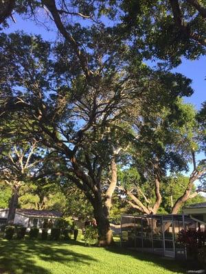 Tree removal that was damaging the pool over screen