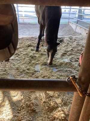 The horse in his stall