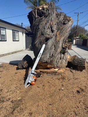 Tree removal