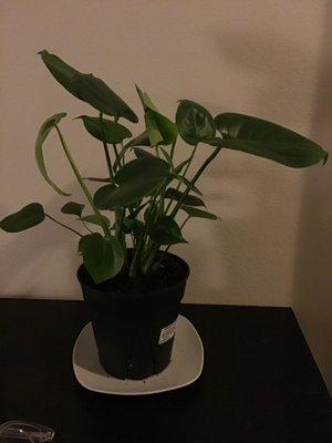 6" Monstera for $29.25 very good condition