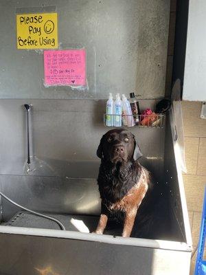 Self dog wash