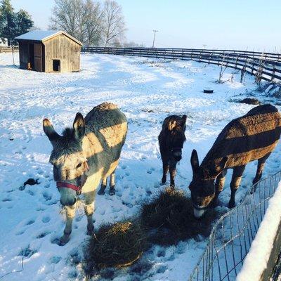 Our pet donkeys. Angel, Jane Austen, and baby Percy Shelley.