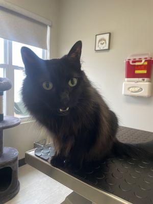 Kitty waiting room. Box of toys in the corner. Cat tree and cat treats!