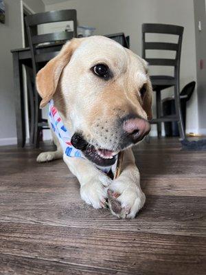 Got a July 4th popsicle bandana after grooming service. & how lucky, he got a free bag dog treats! @oakythedog