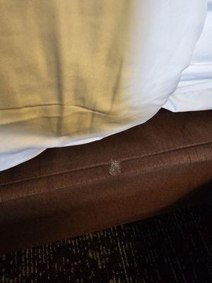 How is it that housekeeping could not see this stain when they were making the beds every day?  DIRTY HOTEL