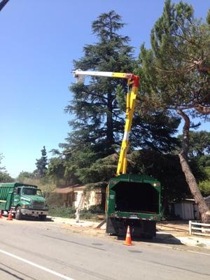 Cedar tree pruning