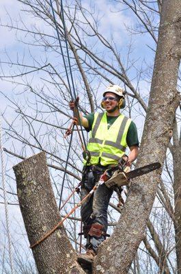 Ash tree removal in Wellsboro