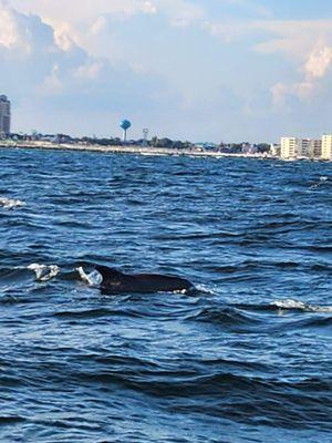 Dolphins! Lots of them!