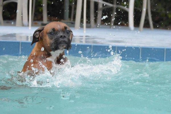 Play time at Noahs Ark Boarding Kennel