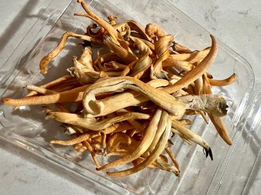 cordyceps