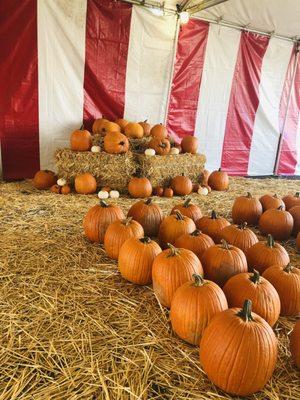 Some of our many choices of Pumpkin