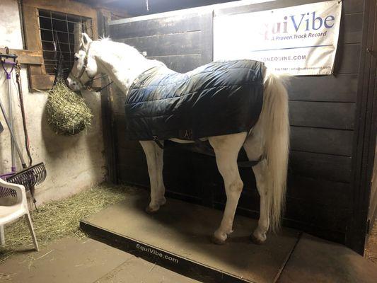 Equivibe for treating lameness and sore backs and 
Maintaining muscle tone in horses on stall rest.