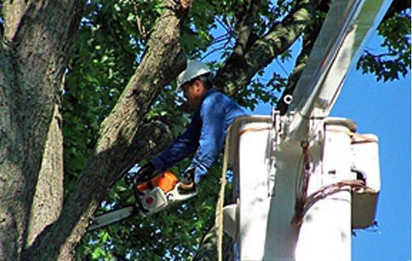 Shock Brothers Tree Care