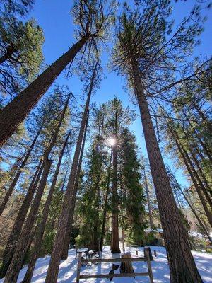 Idyllwild "Forest Bathing Walks" and Qi Gong