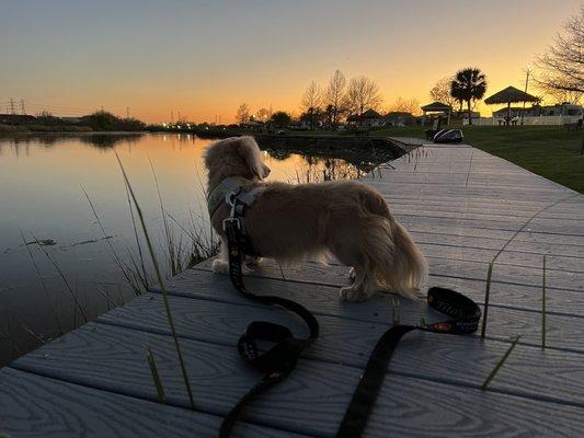 My dog on their pier!