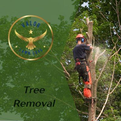 Professional Tree Service