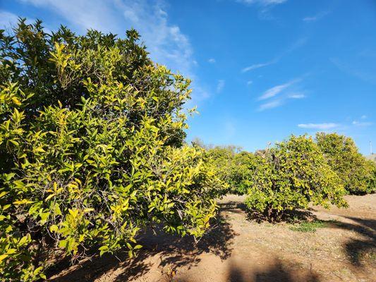 Orange trees