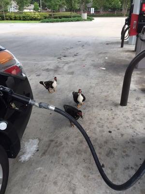 Friendly ducks roaming around the gas station.