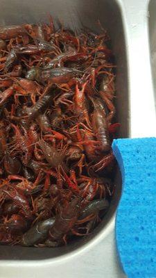 Crawfish