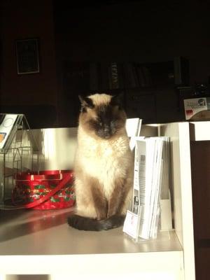 Twin, our other clinic kitty, enjoying the sun.