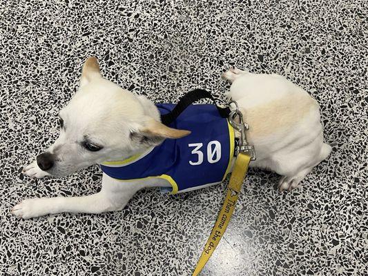 Luke wearing his Golden State harness