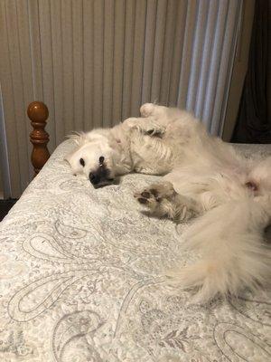 Great Pyrenees