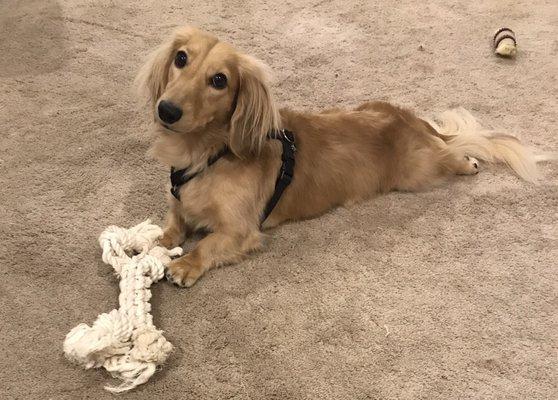 Finn after friday's bath & trim