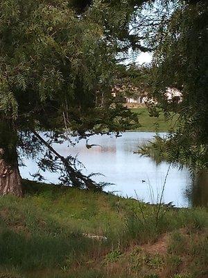 One of the several ponds