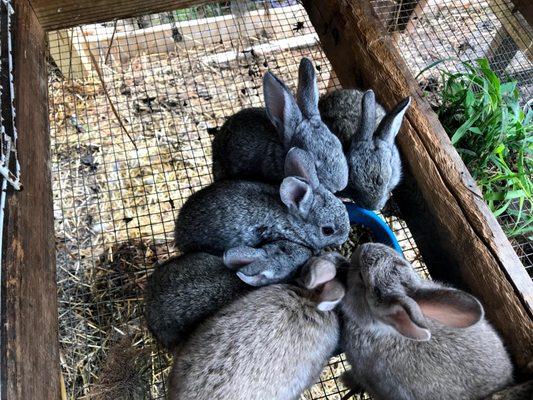 Baby bunnies