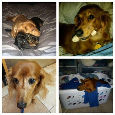 I adopted my very first dog Clyde from dream a dream dachshund in 2009.  He is now 10 and the best thing I have ever done!!