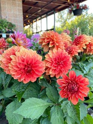 Flowers say hello near the entrance