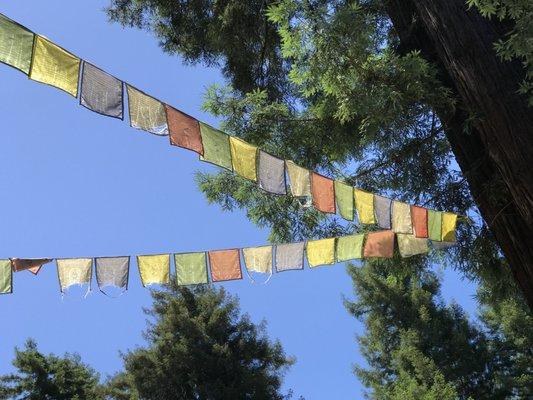 Tara Home (hospice cabin in the redwoods at Land of Medicine Buddha)