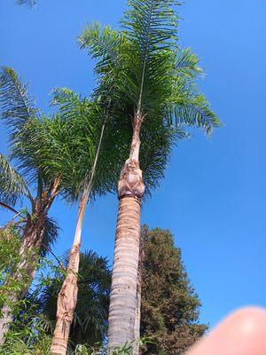 Palms #3 and #4. Neighbors Palms on the left.