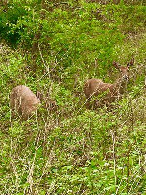 Some well hidden deer