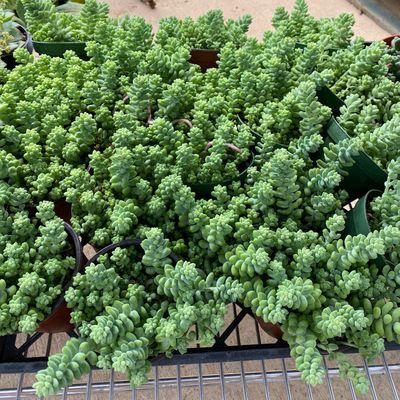 Donkey Tail Succulents