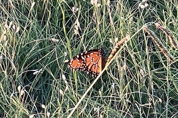 Monarch butterfly