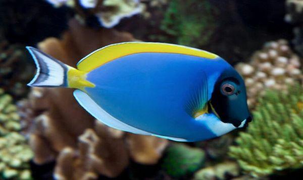 Powder blue tang