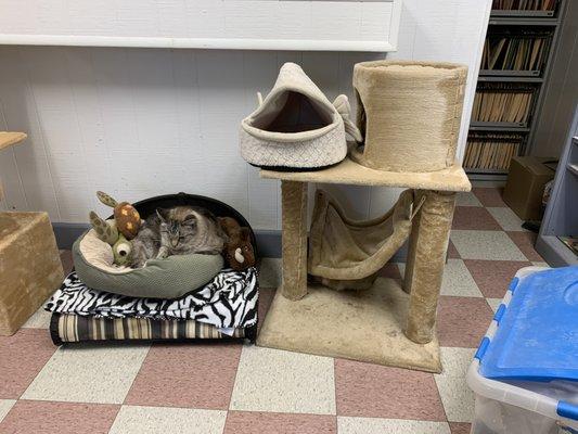 Our cats enjoying beds donated by kind souls!